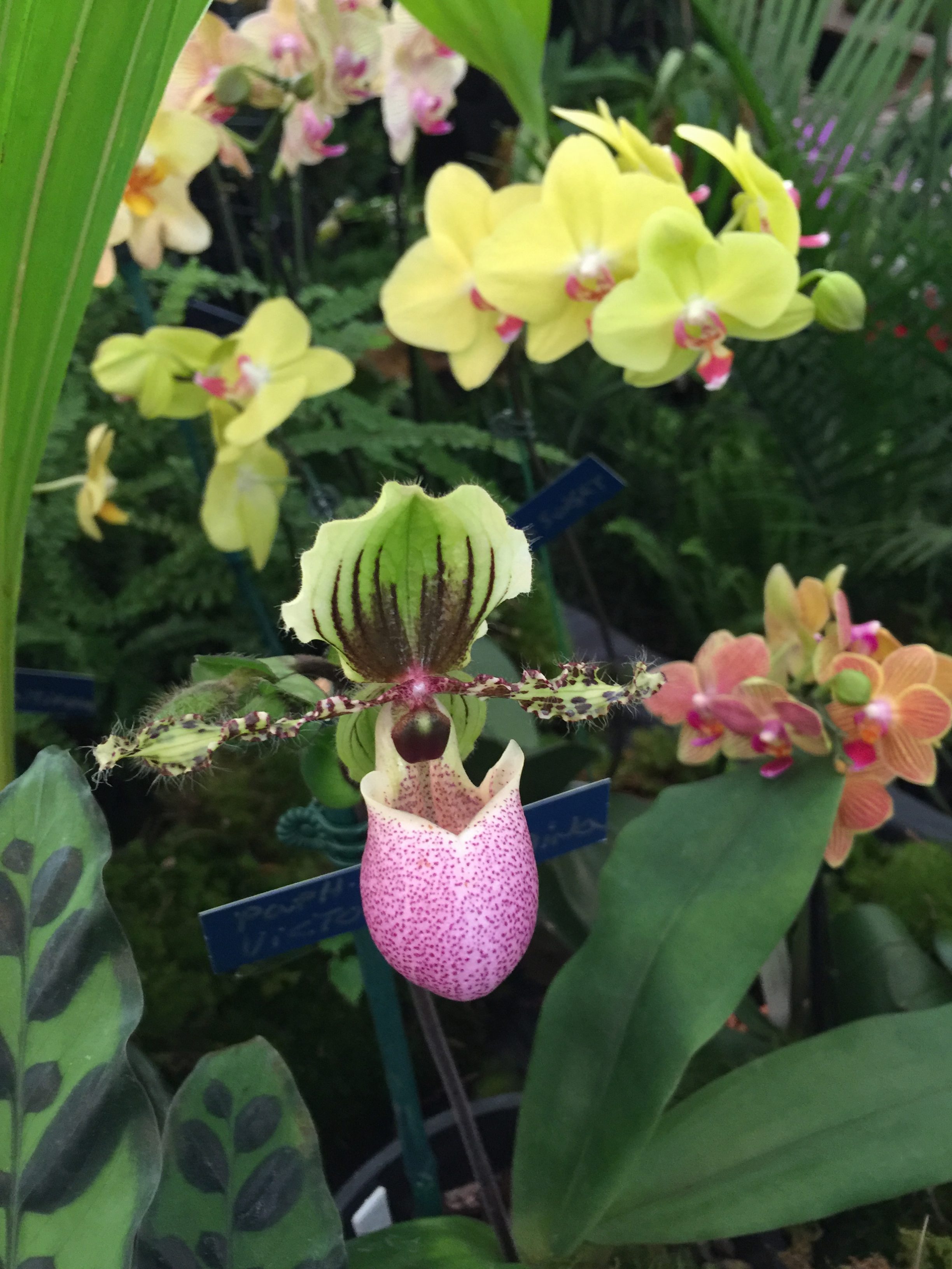 These locals can help your browning orchids Jacksonville Magazine