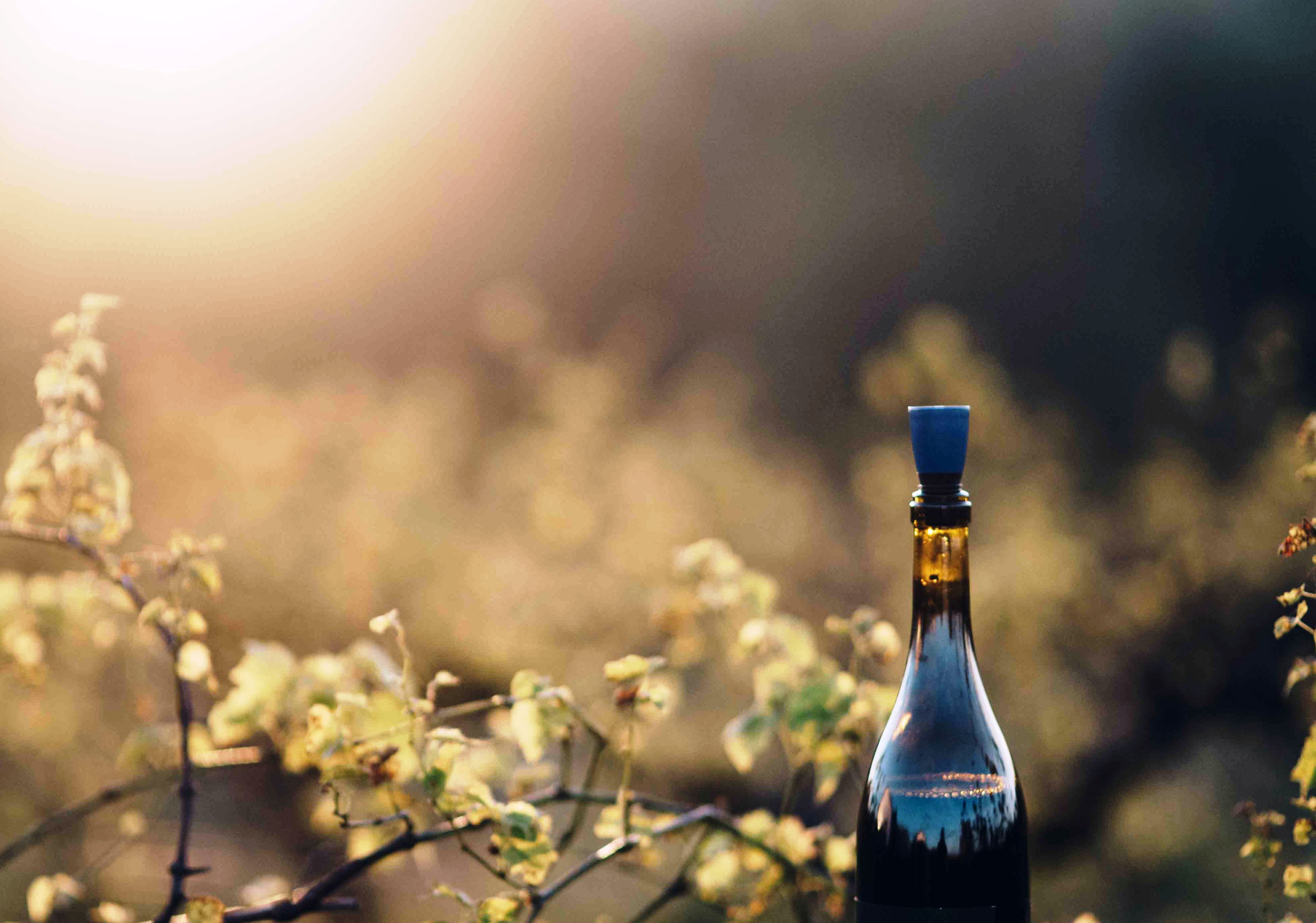 How to keep open wine from spoiling Jacksonville Magazine