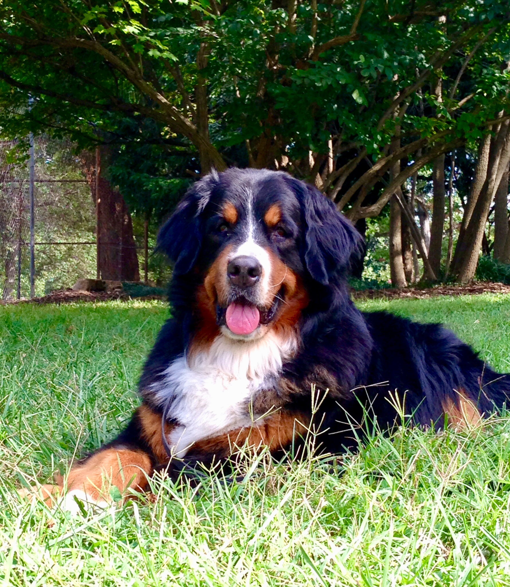 India Bernese Mountain Dog Jacksonville Magazine