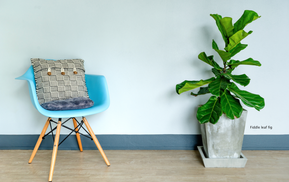 A guide to popular houseplants Jacksonville Magazine