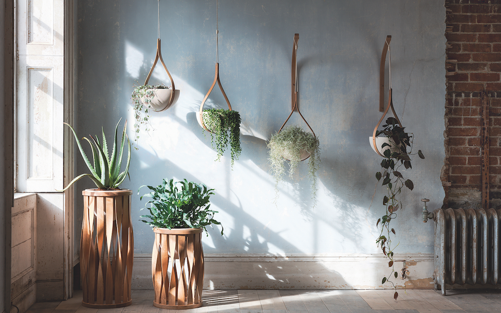 A guide to popular houseplants Jacksonville Magazine