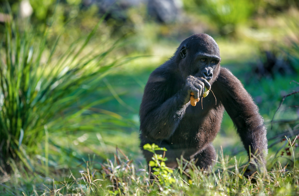A peek inside the Jacksonville Zoo’s new Great Apes exhibit