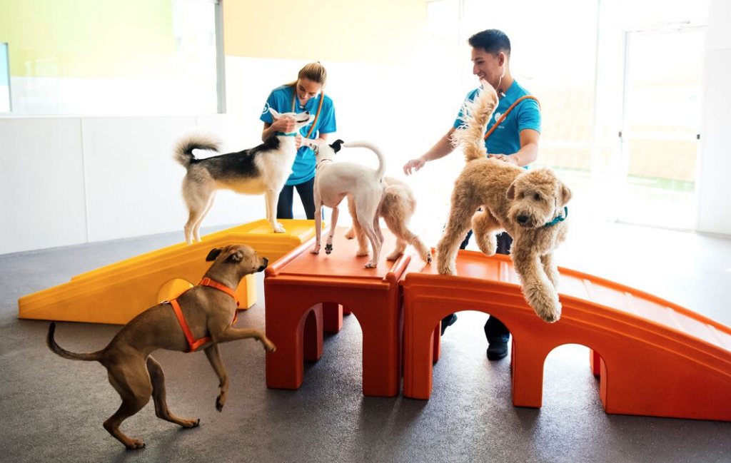 Best in Pets 2019 Jacksonville Magazine