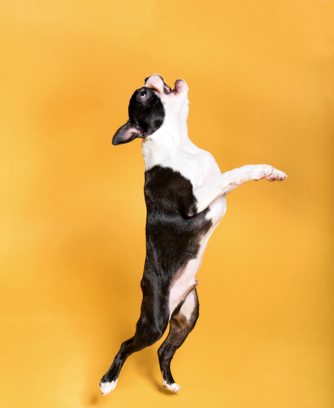 Best in Pets 2020 Jacksonville Magazine