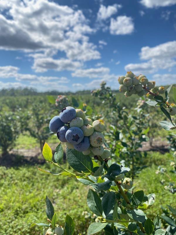 Take Your Pick Jacksonville Magazine